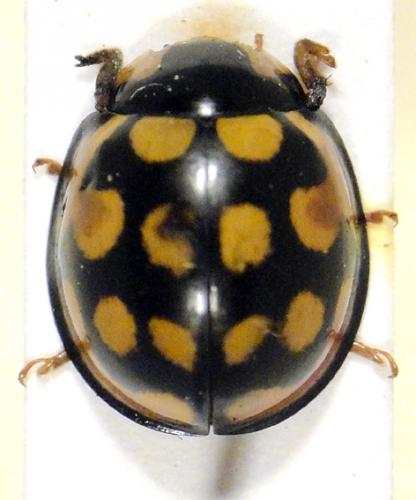 Réf. 59 776 : Cheilomenes sulphurea