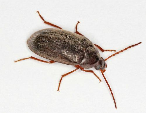 Hymenalia rufipes
