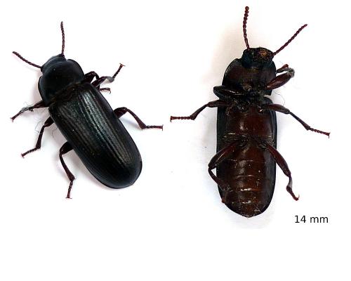 Tenebrio molitor