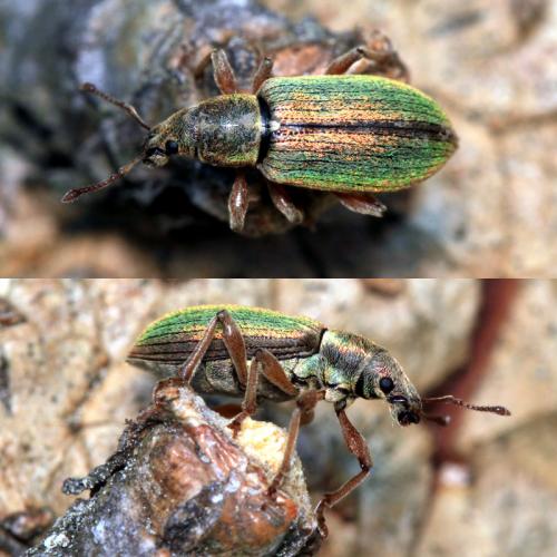 Réf. 59 420 : Polydrusus impar