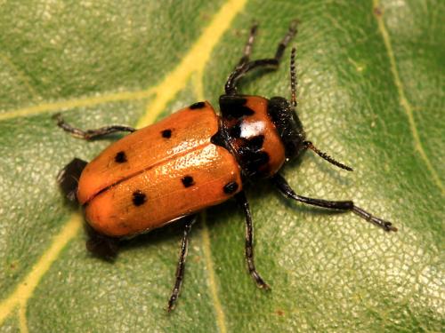 Réf. 59 421 : Tituboea biguttata