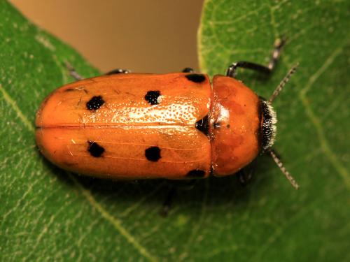 Réf. 59 422 : Tituboea biguttata