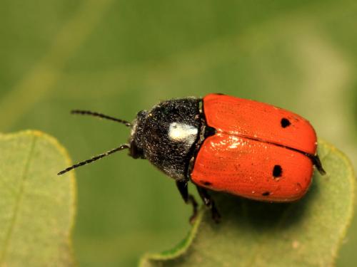 Cryptocephalus sexmaculatus
