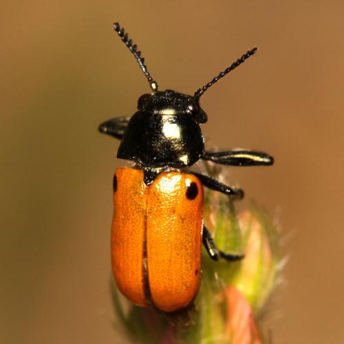 Réf. 59 605 : Labidostomis lusitanica