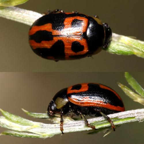 Gonioctena variabilis