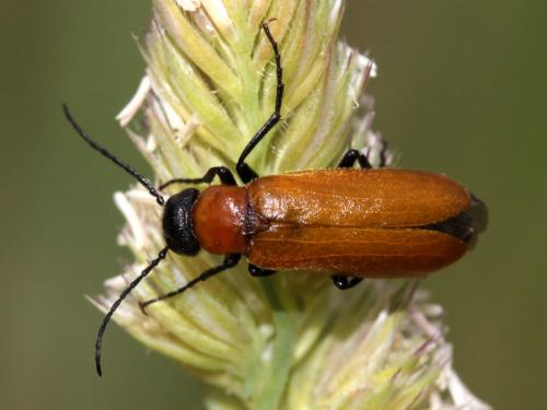 Réf. 59 606 : Zonitis immaculata