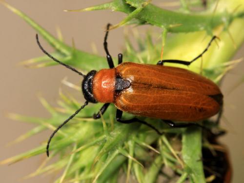 Réf. 59 607 : Zonitis immaculata