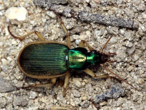 Chlaenius velutinus