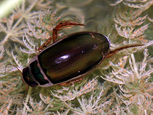 Dytiscus pisanus
