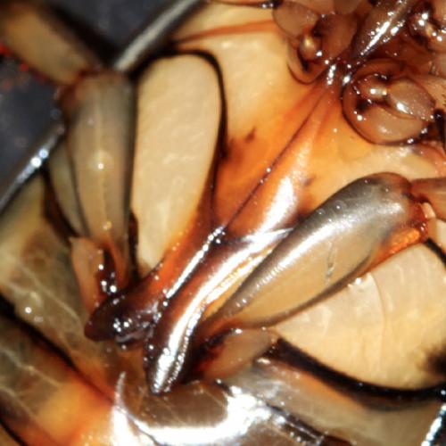 Dytiscus pisanus
