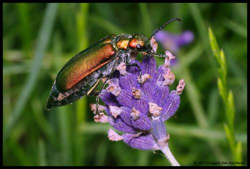 Réf. 59 873 : Lytta vesicatoria
