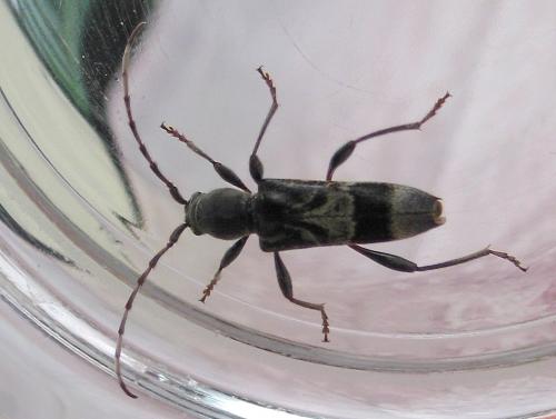 Réf. 59 843 : Anaglyptus gibbosus