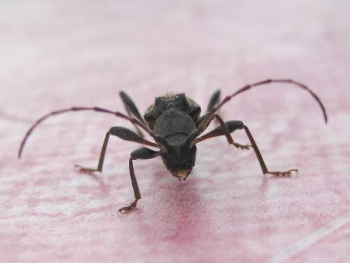 Réf. 59 846 : Anaglyptus gibbosus