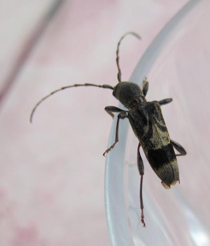 Anaglyptus gibbosus