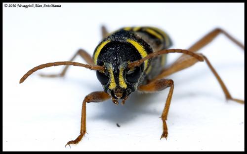 Xylotrechus arvicola