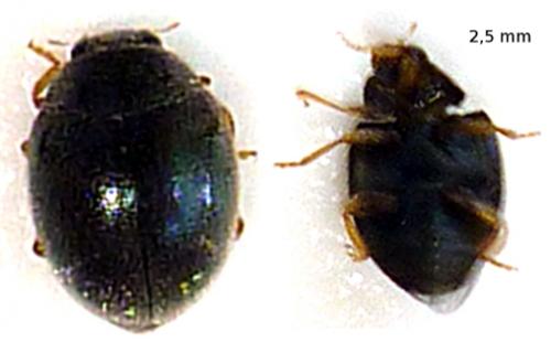 Stethorus pusillus