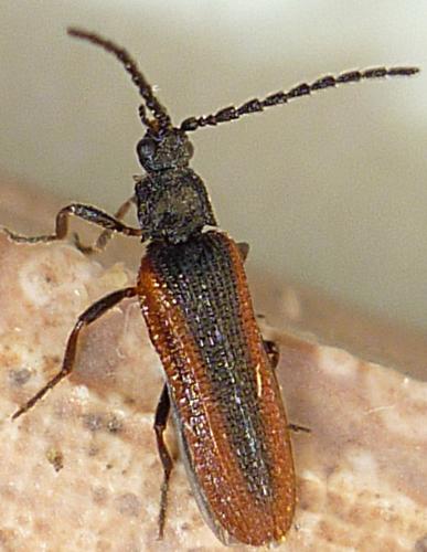 Omalisus fontisbellaquei