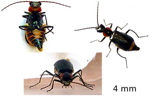 Axinotarsus pulicarius