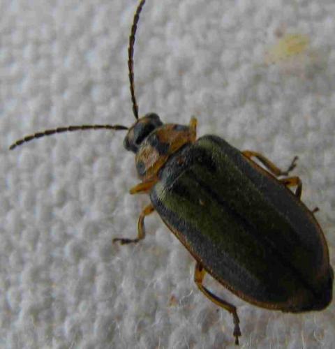 Xanthogaleruca luteola