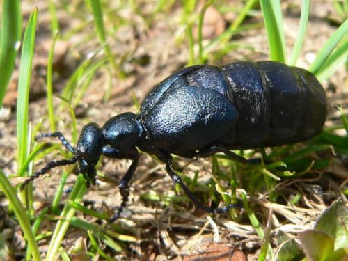 Meloe proscarabaeus