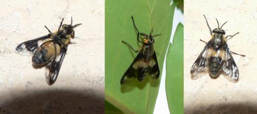 Réf. 59 706 : Chrysops sp.