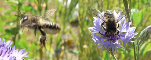 Megachile sp.