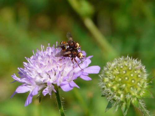 Réf. 59 965 : Sicus sp.