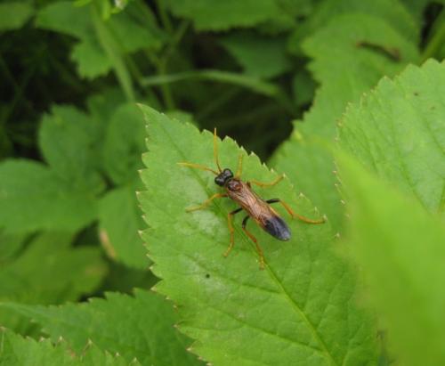 Réf. 59 537 : Tenthredo campestris