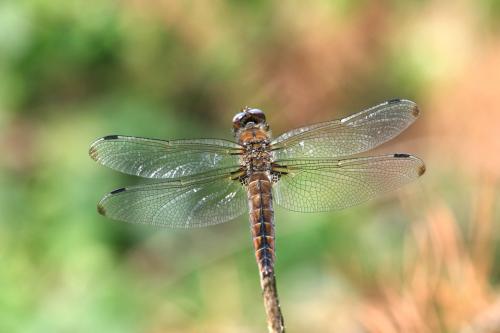 Libellula fulva