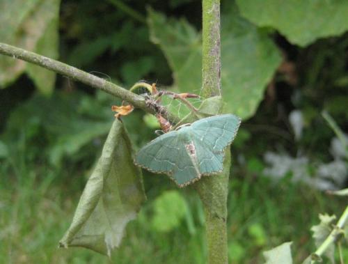 Réf. 59 992 : Hemithea aestivaria