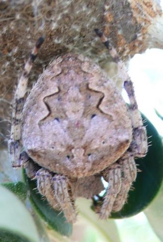 Araneus sp.
