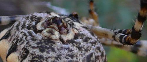 Argiope lobata