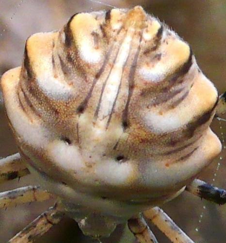 Réf. 59 362 : Argiope lobata