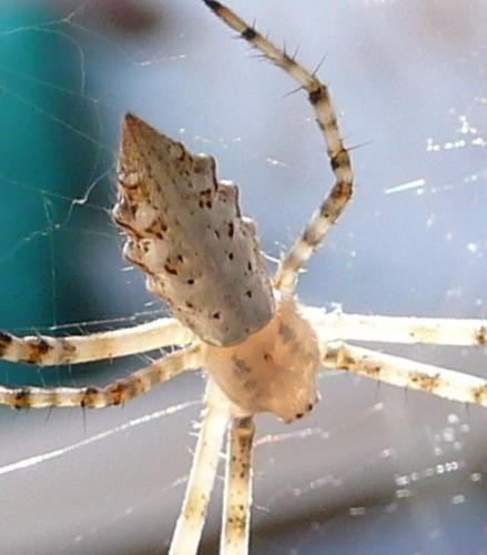 Argiope lobata