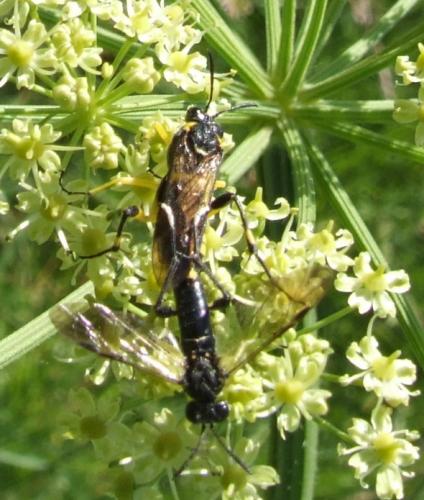 Macrophya montana