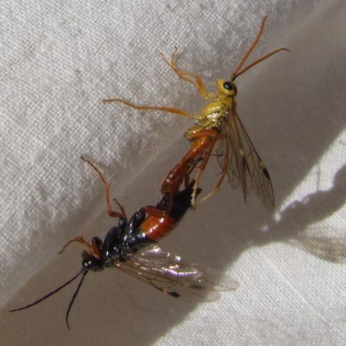 Tenthredopsis sp.