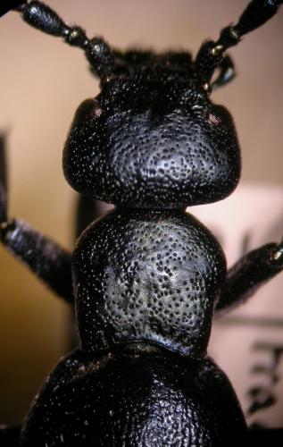 Meloe violaceus