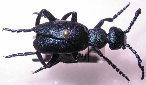 Meloe violaceus