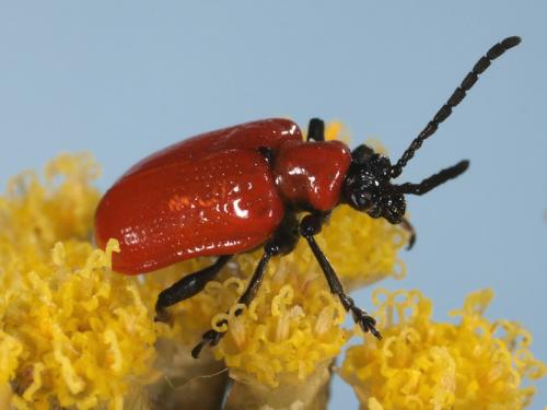 Lilioceris lilii