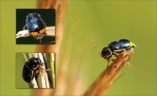 Cryptocephalus sp.