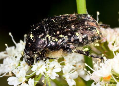 Oxythyrea funesta