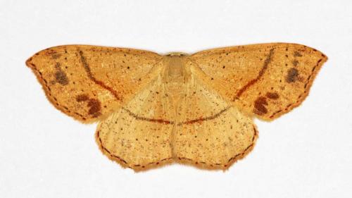 Réf. 59 904 : Cyclophora punctaria