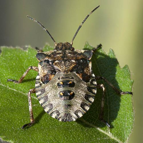 Réf. 59 052 : Pentatoma rufipes