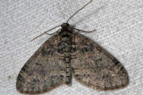 Réf. 59 392 : Lobophora halterata
