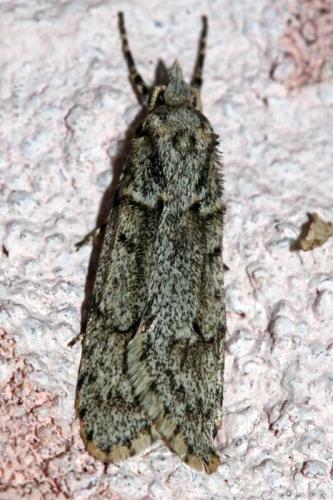 Réf. 59 391 : Diurnea fagella