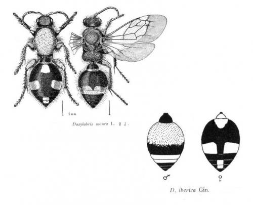 Dasylabris divers