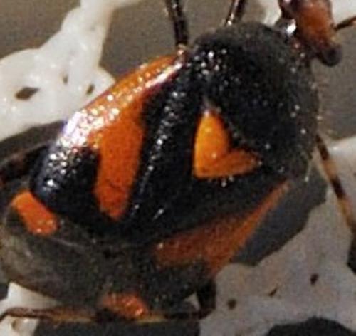 Deraeocoris schach
