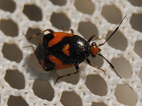 Deraeocoris schach
