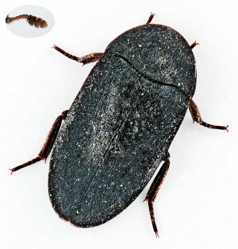 Réf. 59 257 : Dermestes olivieri