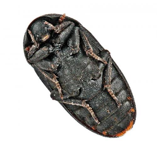 Réf. 59 258 : Dermestes olivieri